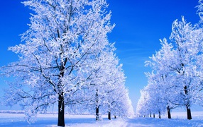 Обледеневшие деревья и зимняя дорога