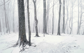 Lonely winter forest
