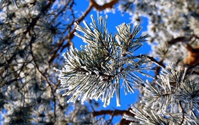 Pine branch in the snow