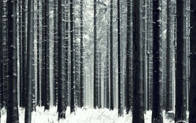 Slender winter forest