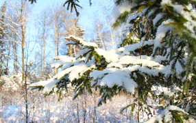 Snow-covered tree in winter forest