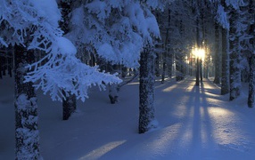 Солнце светит сквозь деревья в зимнем лесу