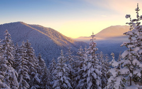 Winter forest in hilly terrain