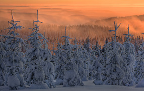 Winter forest on sunset background