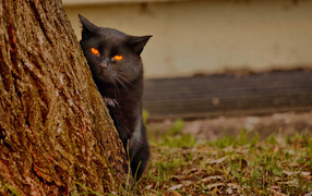 Find the black cat spy
