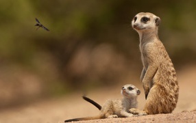 A couple of meerkats