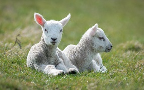 A pair of small lambs