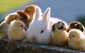 Bunny and chicks