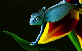 Chameleon in blue