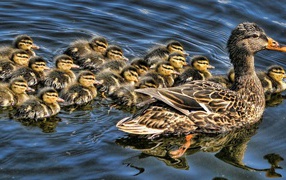Duck with brood