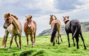 Four thoroughbred horses