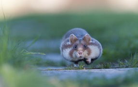 Hamster running on the grass