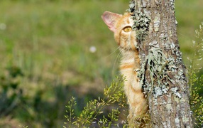 Kitten hiding behind a tree