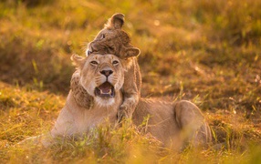 Lioness and cub in the grass