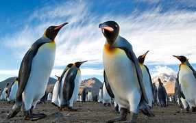 Penguins in the Arctic