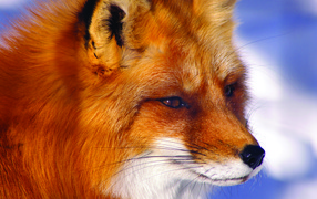 Stern look fox