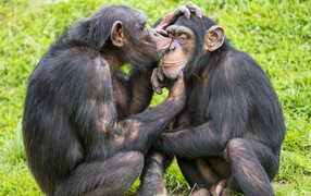 Sweet couple chimpanzee