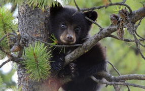 Медвежонок сидит на дереве