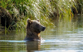 Медведь купается в реке