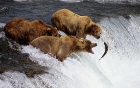 Коричневые медведи на Аляске