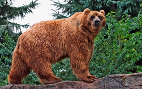 Кадьяк медведь