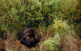 The bear is sleeping in the grass