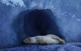 Белый медведь спит в ледяной пещере