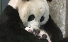 	   Panda cub