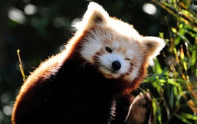 	   Red Panda winks