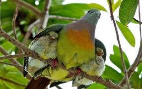 Bird covered chicks