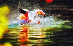 Flamingos playing in the water