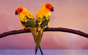 Parrot pair