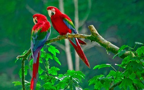 Parrots paradise