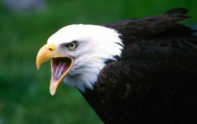 Screaming eagle
