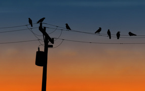 	   Crows on a wire