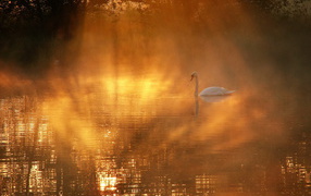 	   Swan in the sunlight