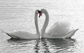 	   Swans on the water