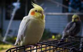 	   White yellow parrot