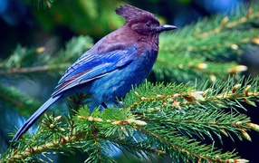blue bird on a tree