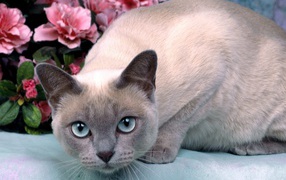 Blue-eyed Tonkinese cat