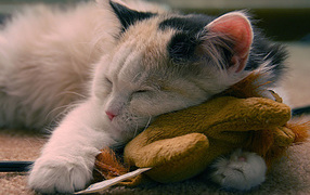 Cat with favorite toy