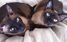 Couple Tonkin cats