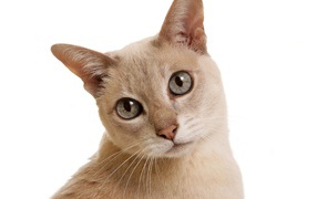 Gray-eyed Tonkinese cat