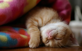 Kitten asleep in a blanket