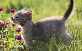 Kitten smells the flowers