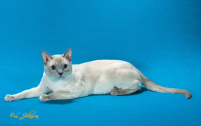 Tonkinese cat on a blue background