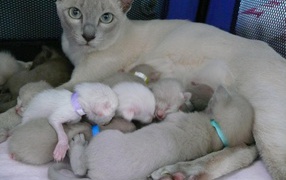 Tonkinese cat with kittens