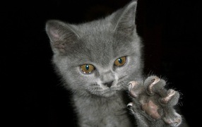 	  Kitten claws