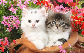 	  Kittens in a clay jar