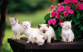 	  White kittens on the table